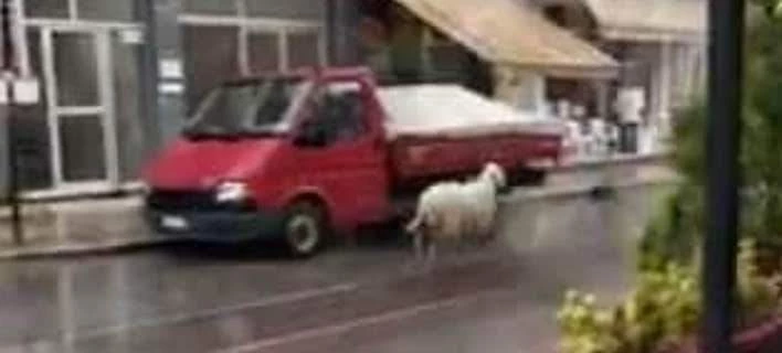 Πρόβατο έτρεχε στο… αντίθετο ρεύμα – Παραλίγο να τρακάρει με αυτοκίνητο – Βίντεο